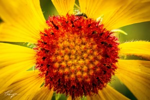 Yellow Macro